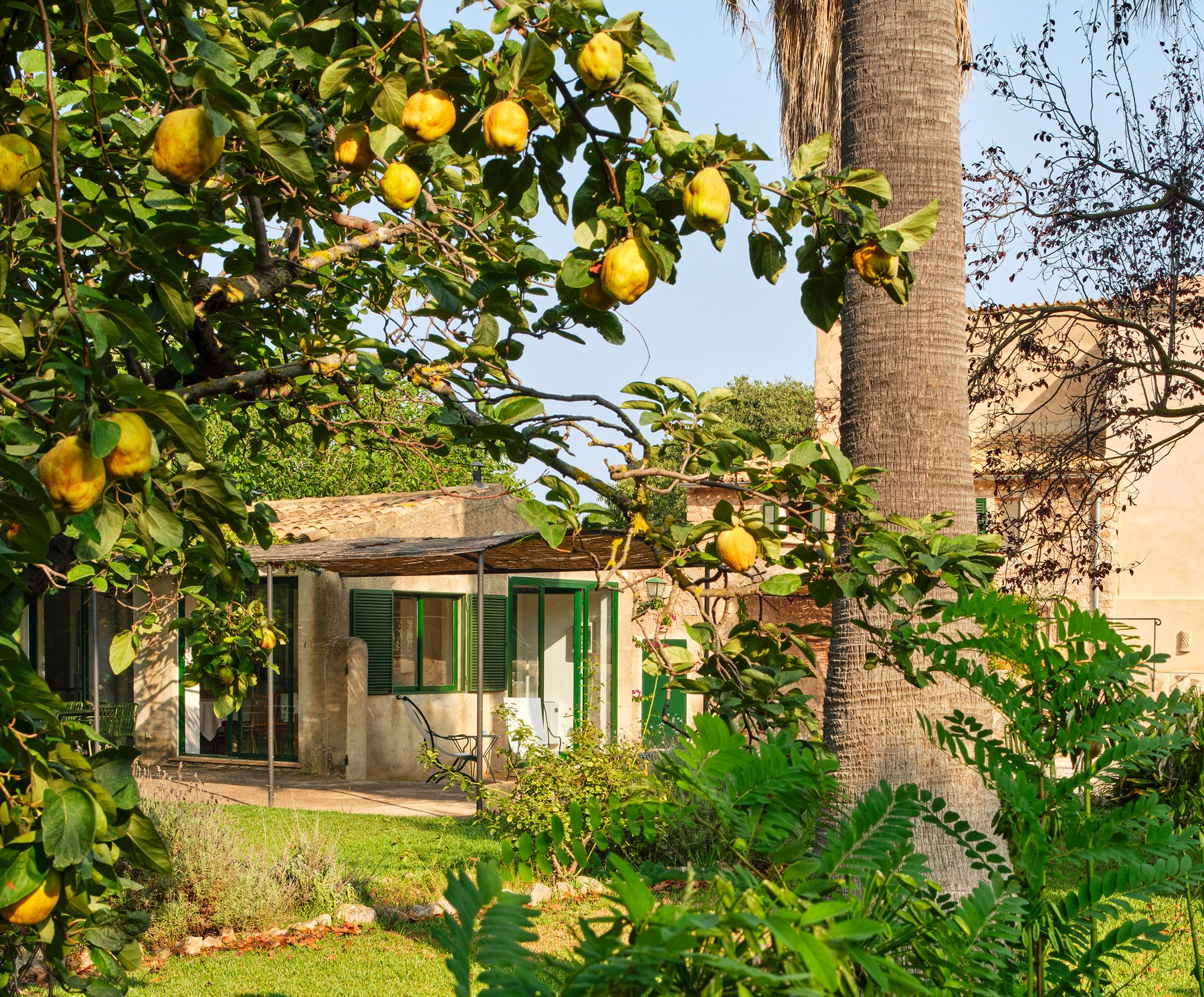 Lemon tree · Finca Sa Sinia
